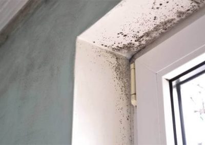 Pure Air Mold Removal Oakland